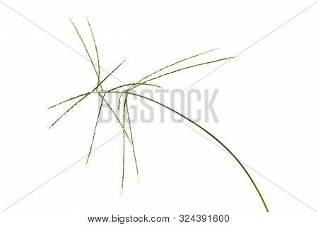 Digitaria Sanguinalis Isolated On White. There Are Many Others Names For D. Eriantha, Such As Common