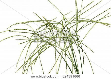 Digitaria Sanguinalis Isolated On White. There Are Many Others Names For D. Eriantha, Such As Common