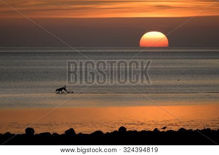 Happy Dog As A Silhouette Is Running In The Sunset Over The Wadden Sea Of The North Sea In Germany, 