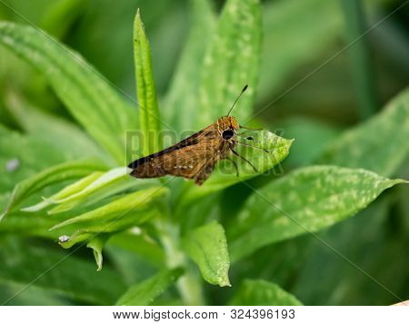 A Common Straight Swift Butterfly, A Type Of Grass Skipper Species -parnara Guttata- Rests On A Leaf