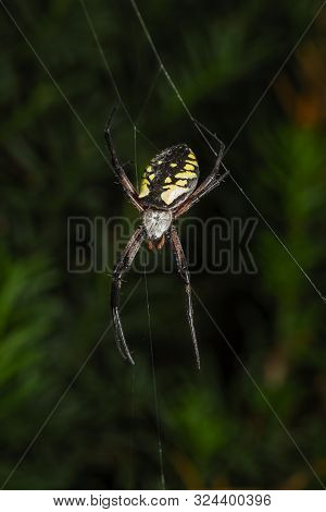Orb-weaver Garden Spider Hanging On A Web