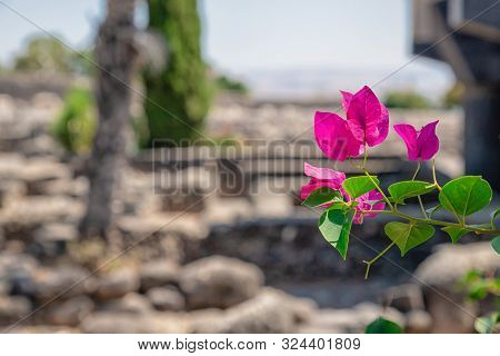 Beautiful Pink Magenta Bougainvillea Flowers In The Ruins Background. Synagogue In Capharnaum Or Cap
