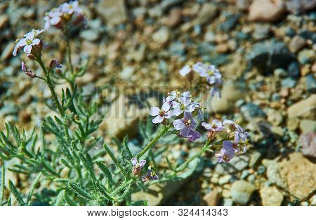 Goniolimon Orthocladum, Mongolian Altai, Mongolia Close Up