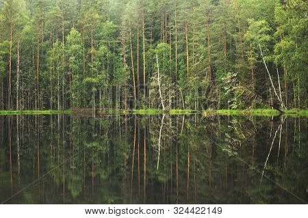 Forest Around The Lake. Reflection Of Trees In Water. Blue Lakes On Naroch