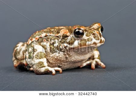 Bufo viridis. Grønne tudse på grå baggrund. Studio skud.