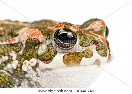 Bufo viridis. Grønne tudse på hvid baggrund.