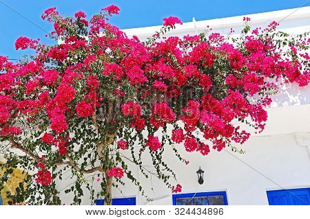 Blooming Pink Bougainvillea Flower At Koufonisia Islands Cyclades Greece