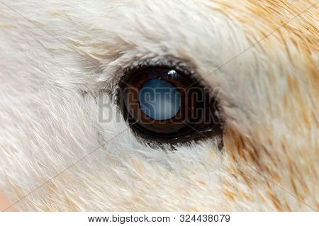 Cataract In Domestic Breed Duck. Macro Of Eye Causing Blindness In Pet Abacot Ranger.