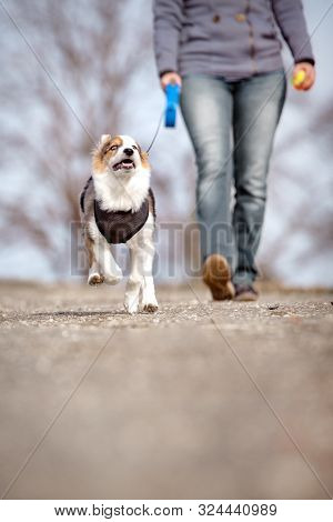 Woman Is Doing A Walk With Her Puppy Dog, While The Pet Is Kept On A Lash