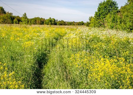 The Trodden Path Through The Thickets In The Field, A Bright Summer Day In Nature