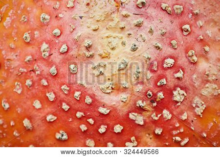 Fly Agaric Background. Red White Mottling Toadstool Cap Surfa