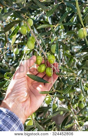 Caucasian Farmer Checks The Unripe Olives. Agriculture.