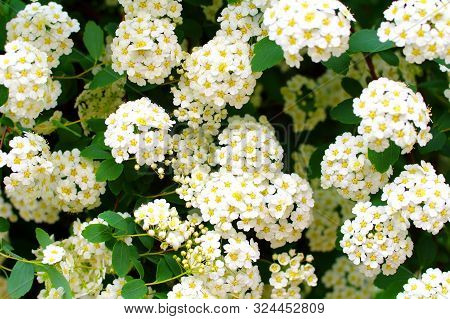 Background White Flowers On A Tree. Spring Bloom