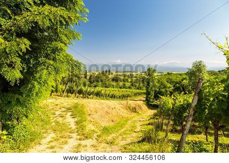 The Vineyards Of Buttrio In A Summer Day. Collio Friulano, Udine Province, Friuli Venezia-giulia, It