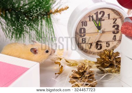 White Rat Crawls In The New Year Decorations, Christmas Trees Toys, Balls. Symbol Of The New 2020 An