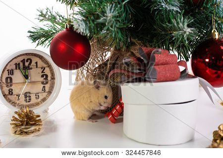 White Rat Crawls In The New Year Decorations, Christmas Trees Toys, Balls. Symbol Of The New 2020 An