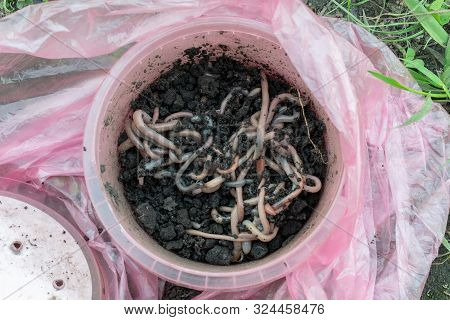 Live Worms In A Plastic Container. Fishing Bait.
