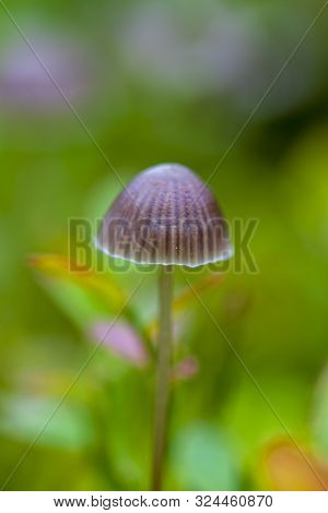 Small Toadstool Mushrooms, Macro, Toadstool Mushrooms, Vertical Photo