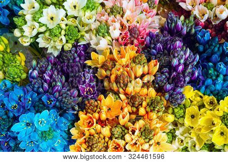 Multicolored Allium Neapolitanum Flowers Of Blue Fuchsia Pink Orange Yellow White Colors In Bouquets