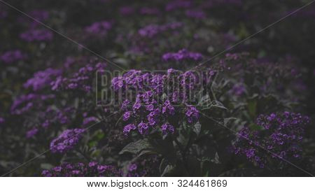 Beautiful Purple Flowers Blossom On A Field With Dark Faded Toned Background