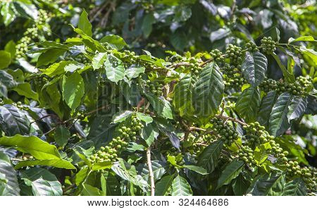 Dalat, Lamdong Province, Coffee Plantations Of The Central Vietnam
