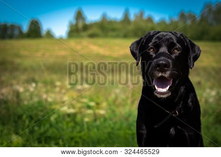 Beautiful Head Shot Of Black Labrador Mix Dog Puppy On A Bright Blurred Field Background. Portrait O