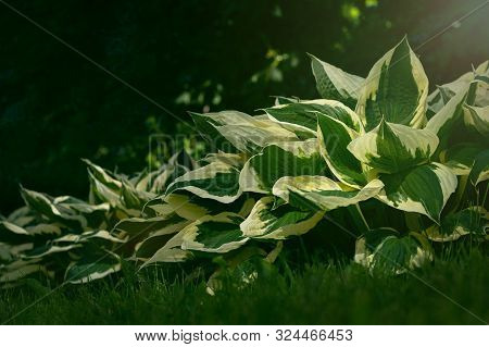 Beautiful Nature Garden Landscape. Fresh Green Grass, Foliage And Plants With Green And White Colore