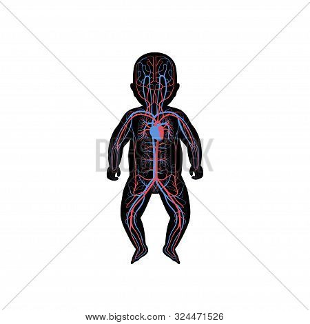 Vector Isolated Illustration Of Human Arterial And Venous Circulatory System Anatomy In Baby Silhoue