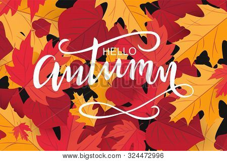 Hello Autumn Hand Draw. Template Holiday Banner, Thanksgiving Poster With Red Mapleleaf. Vector Illu