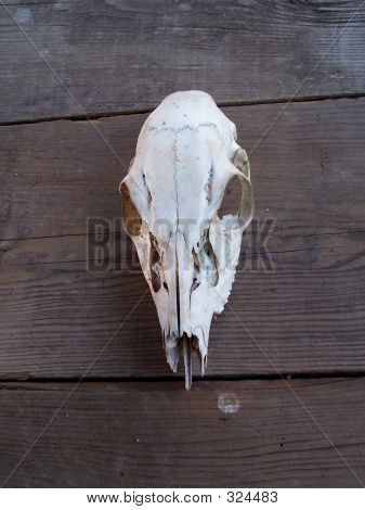 Deer Skull.