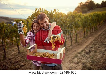 Wine and grapes. Smiling couple gather harvest grapes in vineyard
