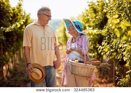 Wine and grapes. Harvesting grapes. Happy senior man and woman gather harvest grapes in vineyard
