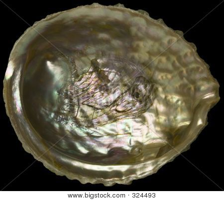 Søøre Shell (klipning sti)