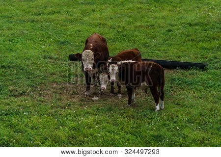 Three Bulls Graze On The Field. .derevensky Landscape.