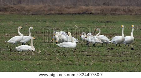 Mixed Herd Of Different Species Of Swans - Tundra And Whooper Feeding And Resting Together On Green 