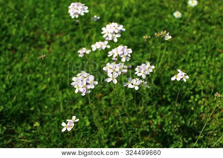 The Picture Shows A Meadow With Cuckoo Flowers.