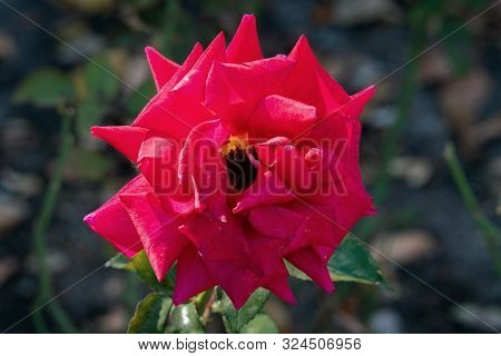 Detailed Portrait Of A Single Red And Yellow Kleopatra Rose Head With A Green Bokeh Background In Br