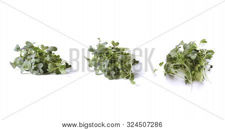 Mizuna Micro Green Isolated On White Background