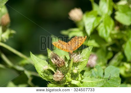 Silver Washed Fritillary, Argynnis Paphia Butterfly On Plant