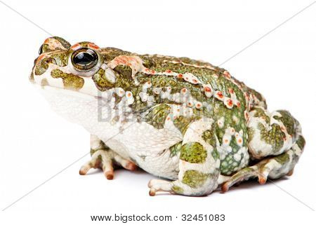 Bufo viridis. Grønne tudse på hvid baggrund.