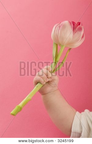 Babyhand Holding Tulip