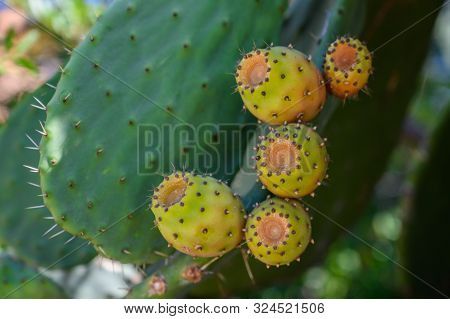 Prickly Pear Fruits On Leaves Close-up Selective Focus