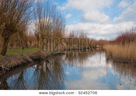 Okleštěných vrb podél reflexní Creek