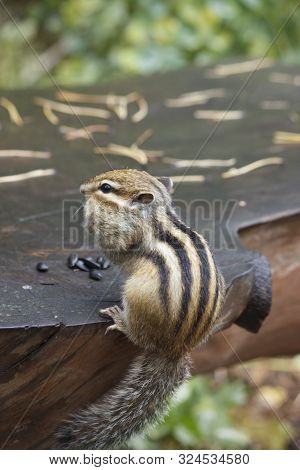 Eastern Chipmunk - Tamias Striatus, Sitting On Tree, Eating A Meal