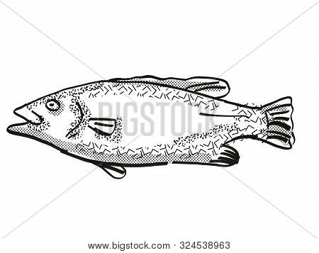 Retro Cartoon Style Drawing Of A Hapuku , A Native New Zealand Marine Life Species Viewed From Side 