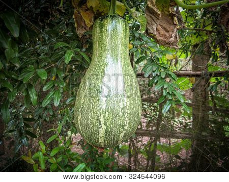 Butternut Pumpkin Or Butternut Squash Or Gramma Winter Squash On Branch In Local Garden At Summer Da
