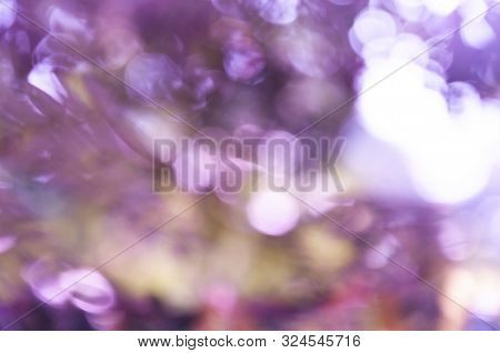 Abstrack Bokeh Nature View Of Purple Leaf In Garden At Winter Under Sunlight. Natural Purple Using A
