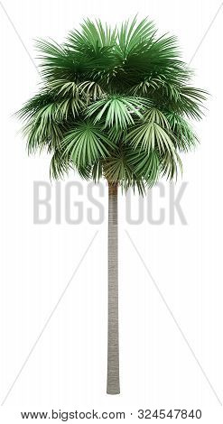Sabal Palm Tree Isolated On White Background. 3d Illustration