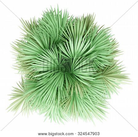 Sabal Palm Tree Isolated On White Background. Top View. 3d Illustration