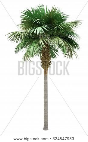 Sabal Palm Tree Isolated On White Background. 3d Illustration